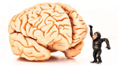 are monkey brains similar to humans